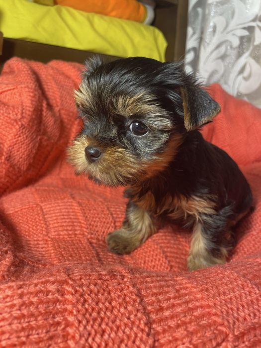 Маленькі супер йорки