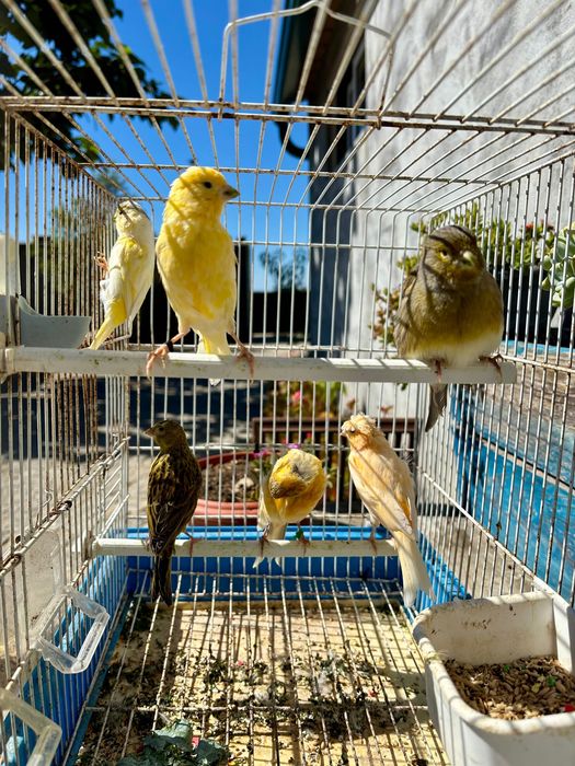 Vendas de Várias Aves