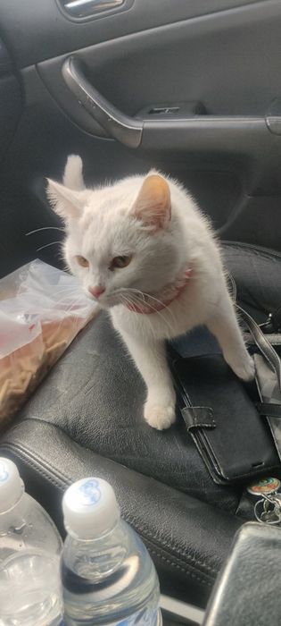 Отдам белого котенка, мальчик, 4 месяца