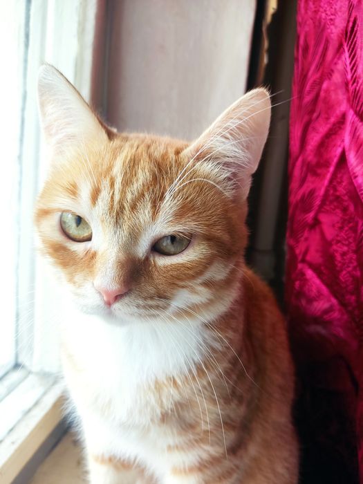 Котёнок мальчик 1 год, мемяц