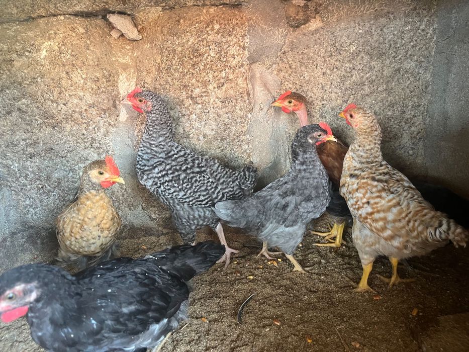 Frangos, pintos e ovos caseiros