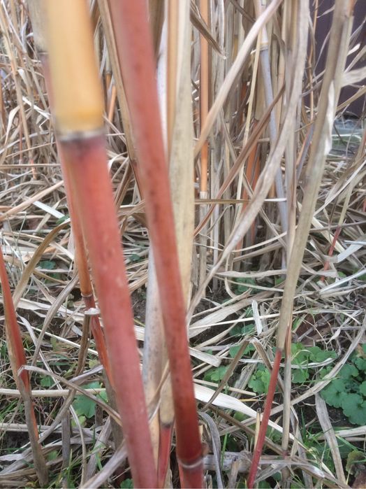 Trawy arundo donax, miskant, zebrinus, rozplenica