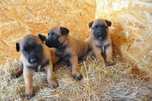 Малинуа хлопчики та дівчата