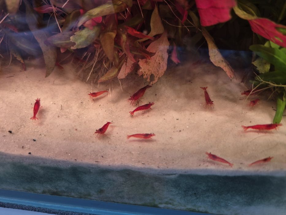 Krewetki bloody mary