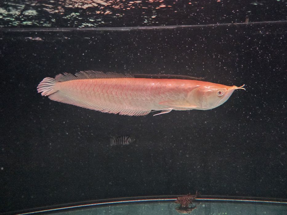 Vendo/Troco Arowana albina 35-40cm