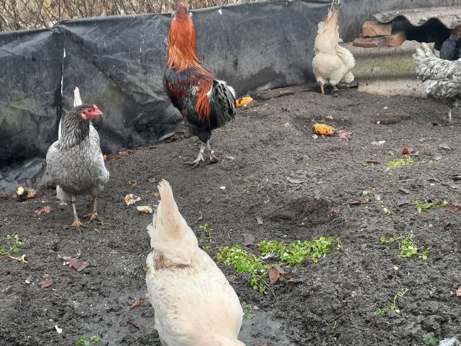 Jaja lęgowe araukana ogonisty