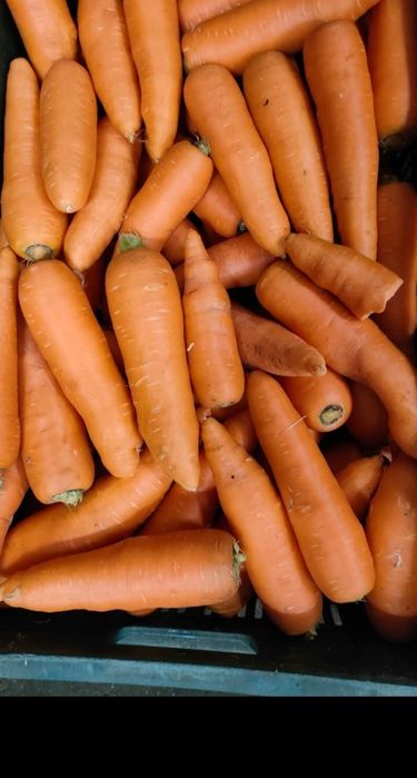 Marchewka dla zwierząt.