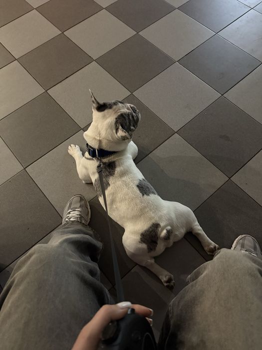 Кобель французкий бульдог ВЯЗКА