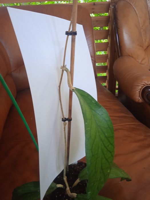 Hoya- Hoja do.MT09 cięta