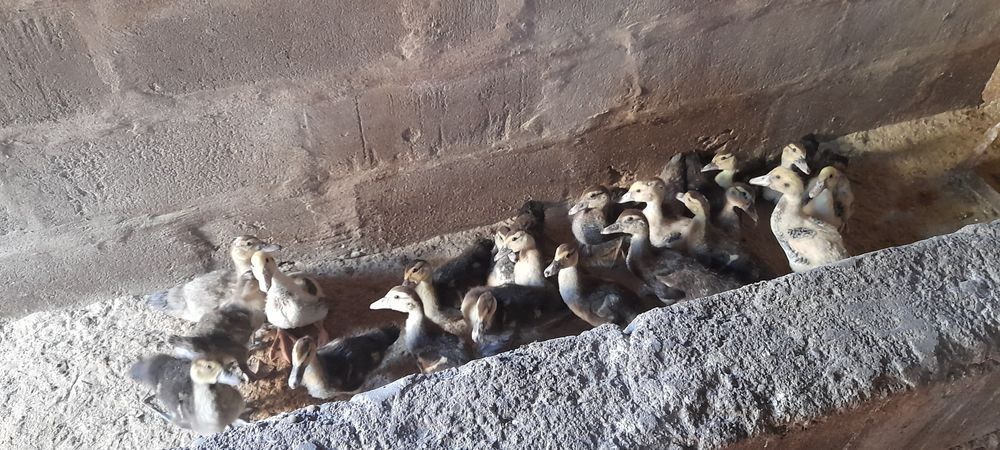Patos mudos 2 meses