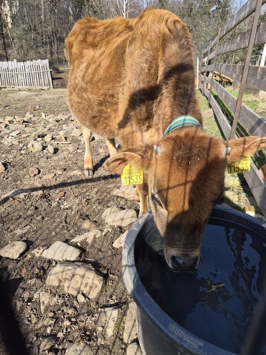 Jałówka jersey z czerwca 2025