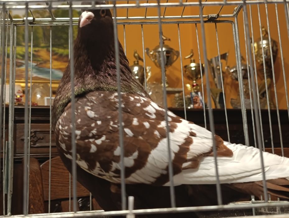 Ryś, rysie, wysyłam, gołębie ozdobne