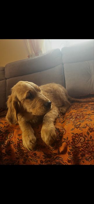 Golden retriever Kennel Club