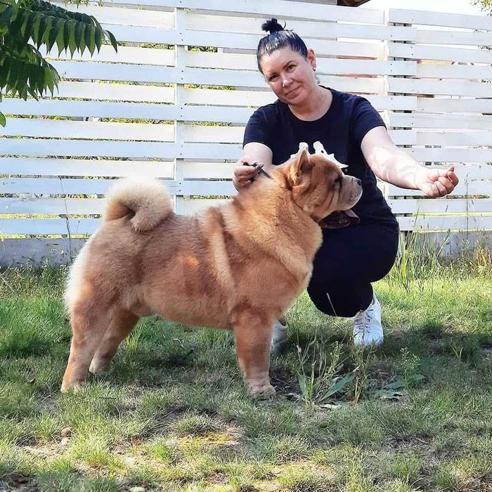 Hotel domowy dla psów Dog Holidays