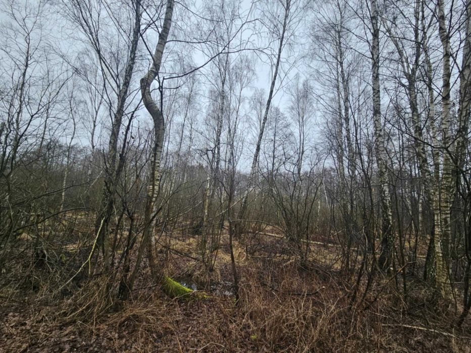 Sprzedam las i grunty calość 3,16ha
