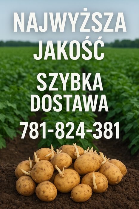 Ziemniaki o wielkości sadzeniaka. Transport  781+824+381