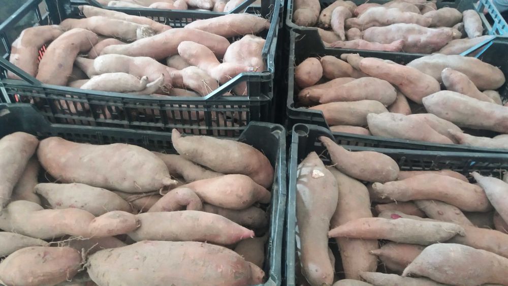 Batata doce (Cor cenoura e amarela)