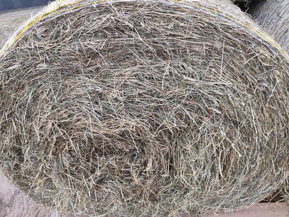 Siano bele okragle mocno zbite z ładnych łąk prasowane prasą pąsowa