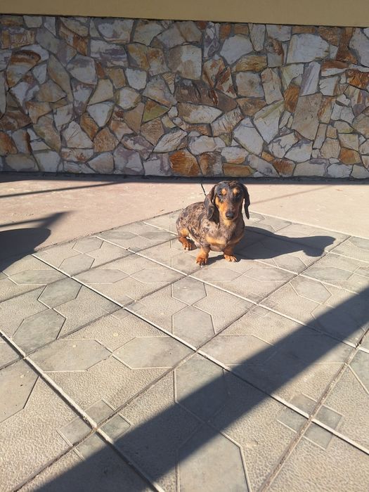 Такса Кобель для в'язки