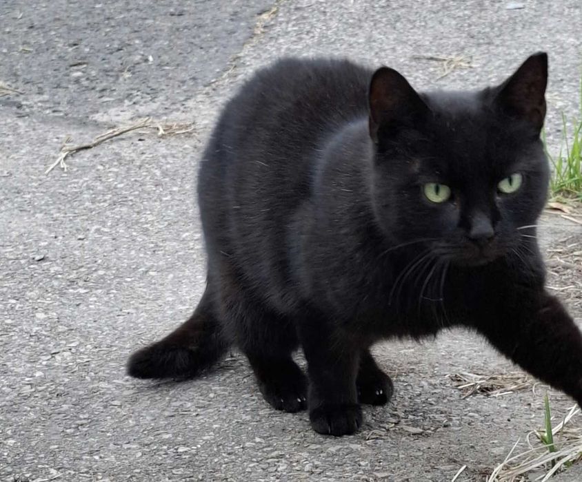 Czarna mama i srebrzysty synek szukają domu