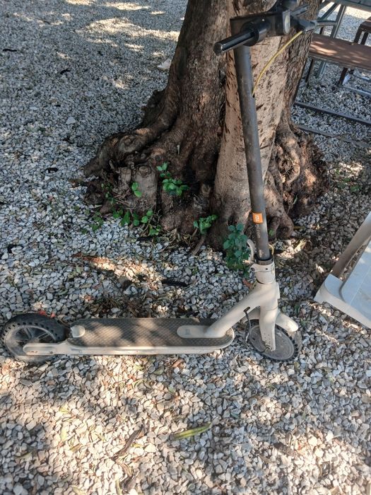 Trotinet  para venda