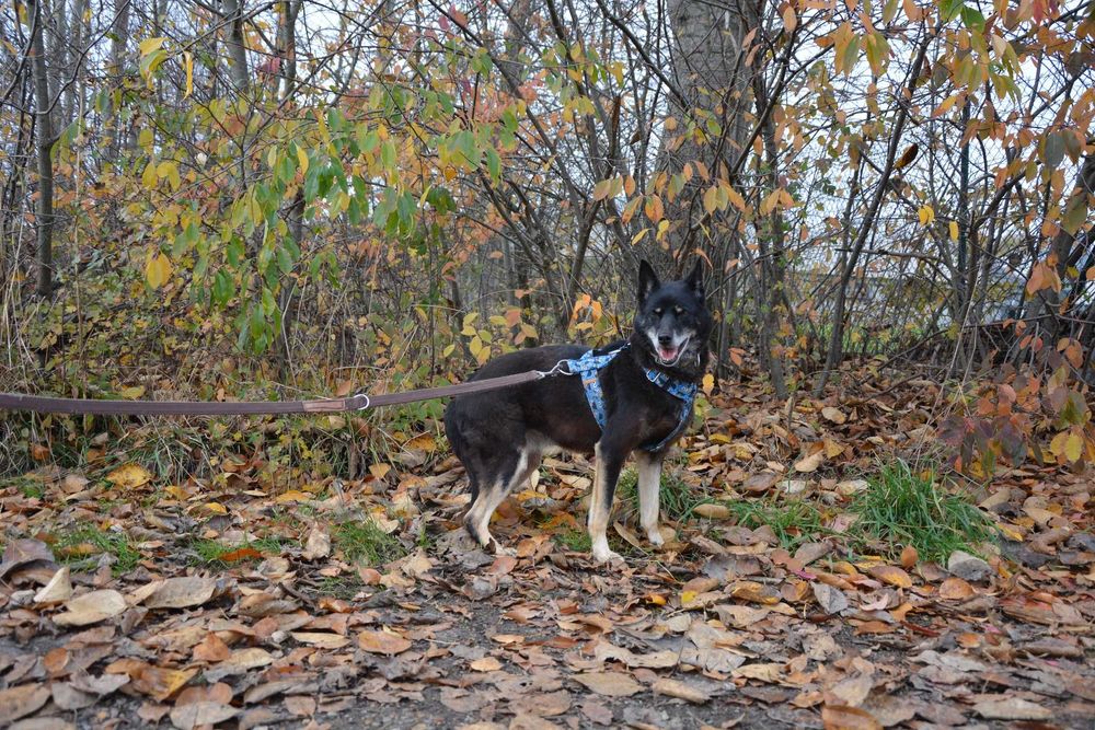 Przepiękna i majestatyczna Larisa szuka domu.