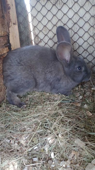 Різноманітність кролів