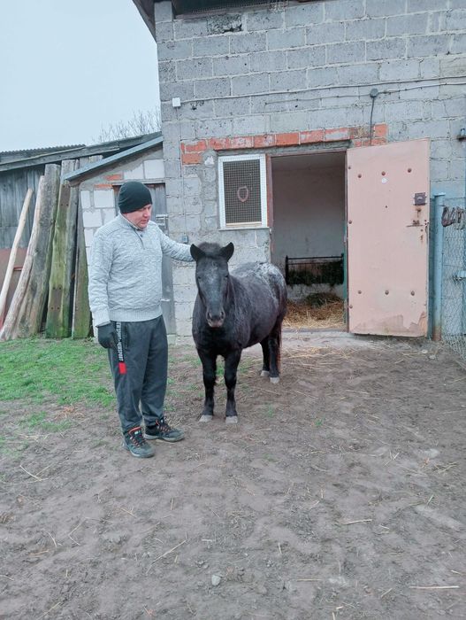 Sprzedam klacz kucyka