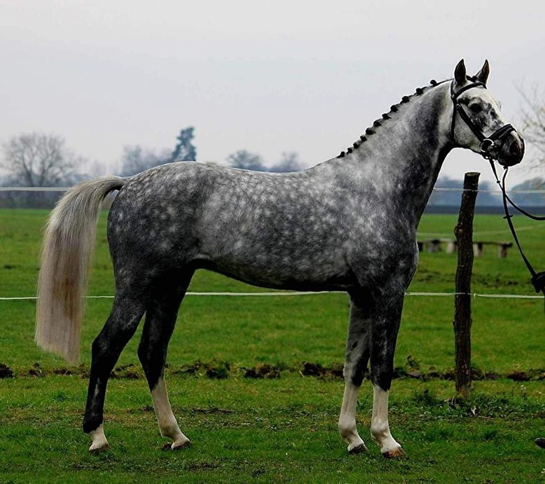 Wyjatkowy walaszek do sportu Będzieszyna • OLX.pl