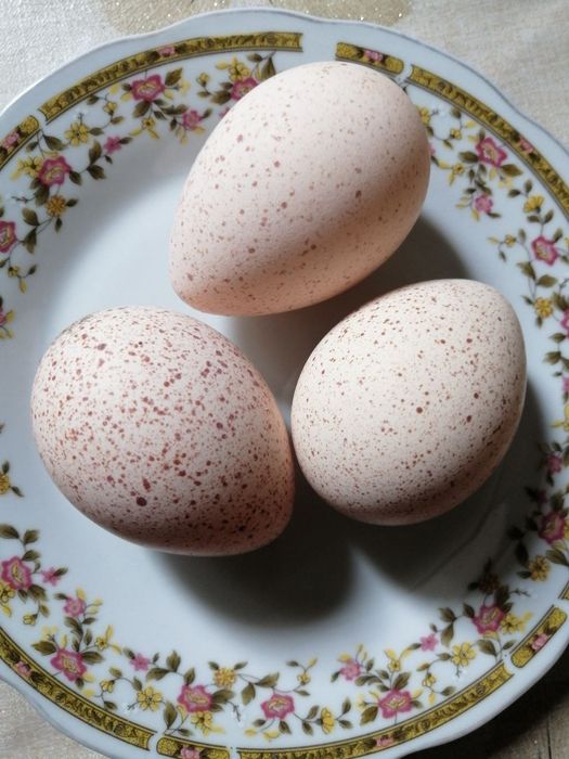 Яйцо индюшиное БИГ-6