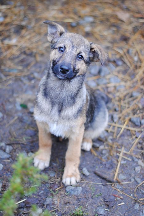 Великі та маленькі собачки шукають люблячих господарів