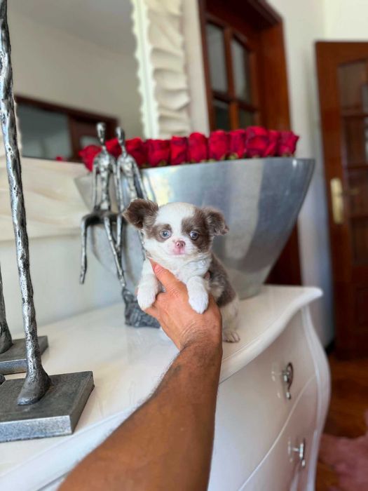 Chihuahua Suiperminiatura MACHO BRANCO E LILAC de pelo comprido com LOP E AFIXO