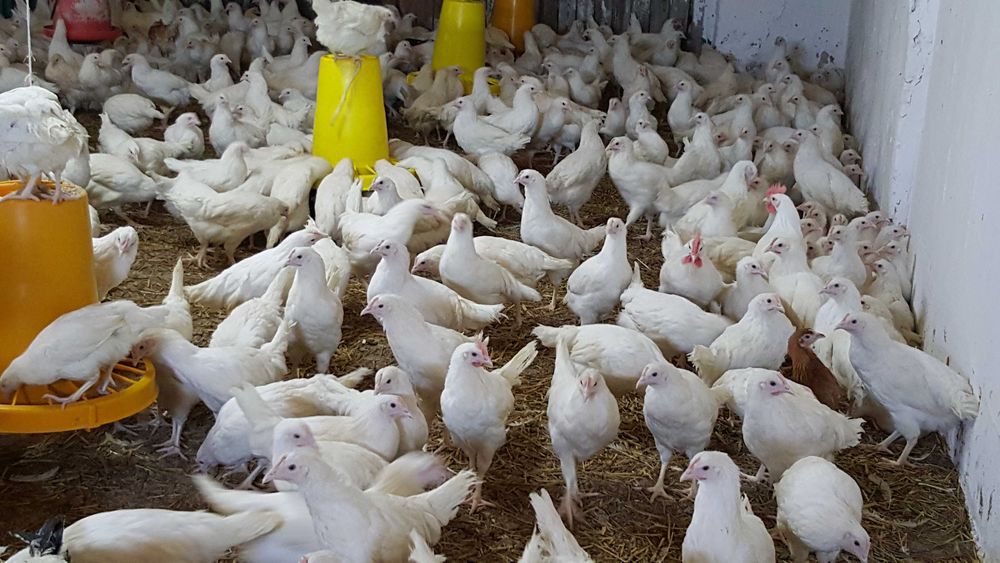 Kury kokoszki nioski