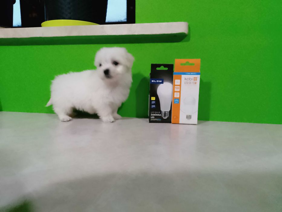 Maltańczyk szczeniaczek suczka.