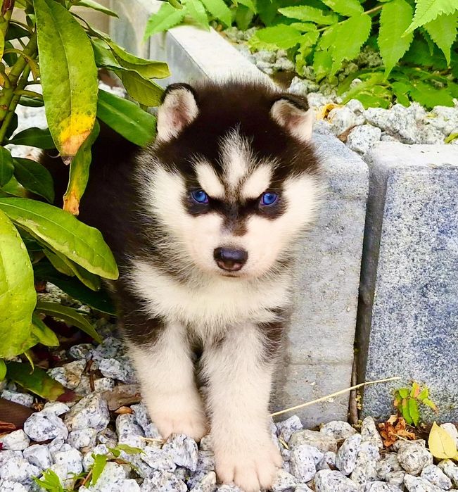 Szczeniak czarno-biały niebieskooki Siberian Husky rodowód ZKwP FCI