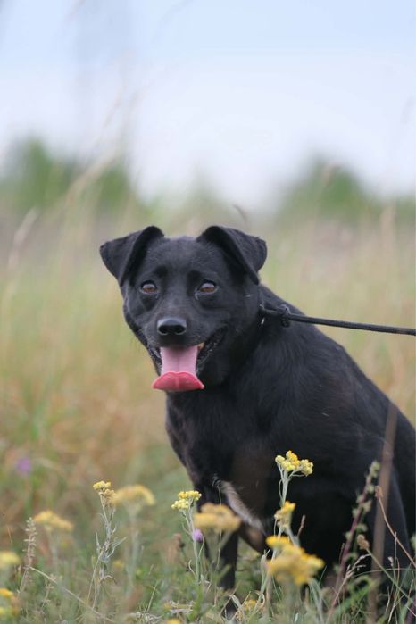 suka sunia suczka do adopcji za darmo