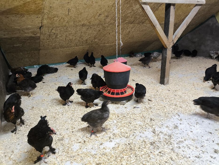 Koguty marans młode