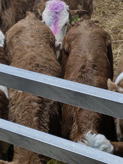 Byczki simentale 10 sztuk