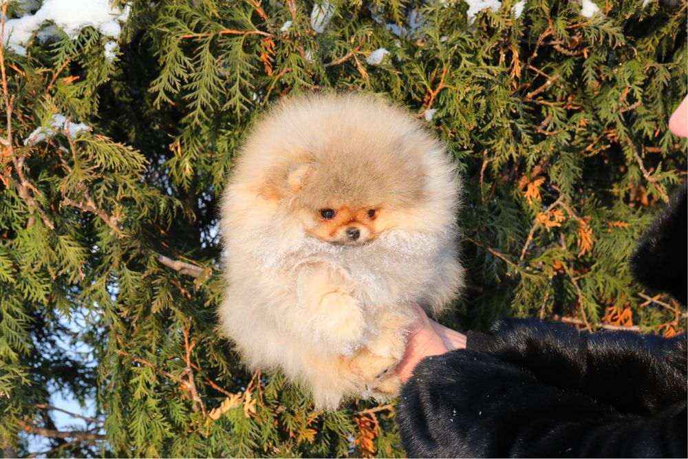 Мини помераночка девочка