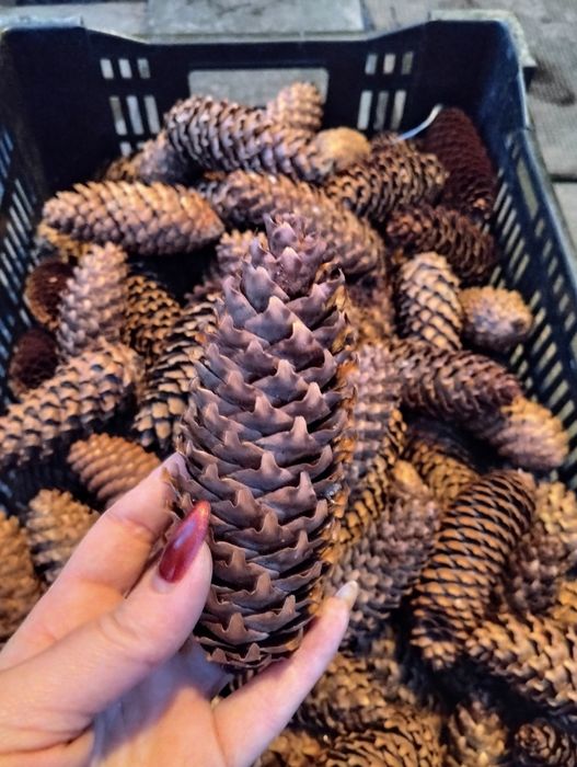 Природні матеріали для декора