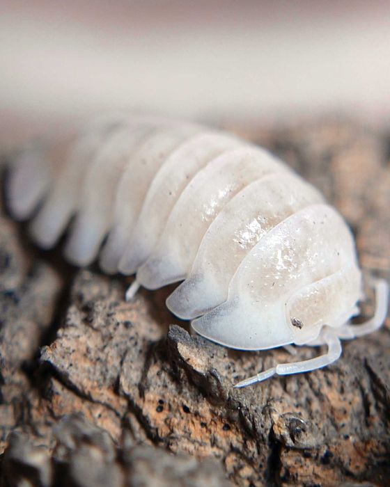 Armadillidium granulatum "White pearl", isopody, 10 szt.
