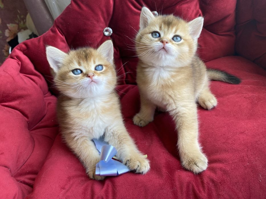 Чудесні янголятка …Золотої шиншили.