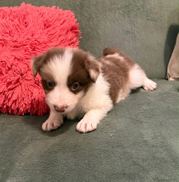 Border collie pies chocko merle Lolek