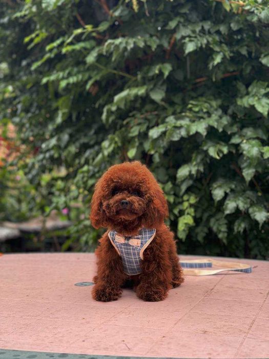 В'язка. Той-пудель. Документи, досвід, тести.