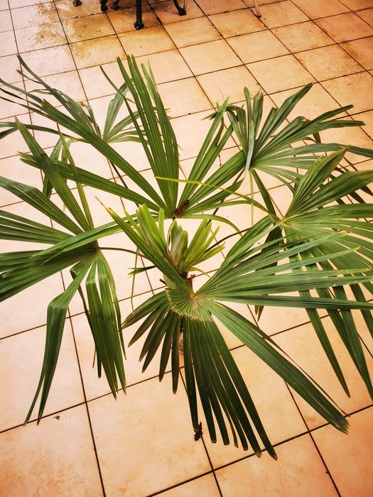 Palmeira em vaso