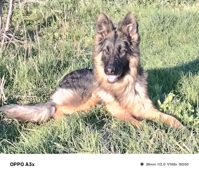 Німецька довго шерстяна вівчарка