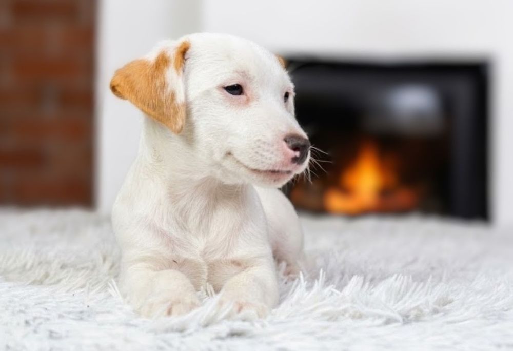 Jack Russell Terrier ZKwP/FCI – gładkowłosy piesek - do odbioru