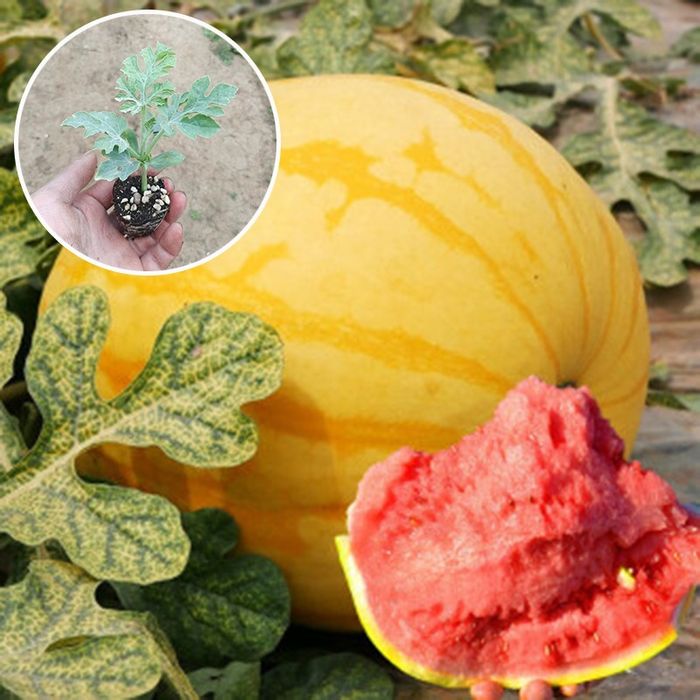 Семена  арбуза Медовый Шар