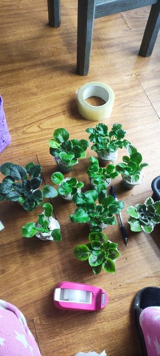 Фіалки дітки , стандарти, міні