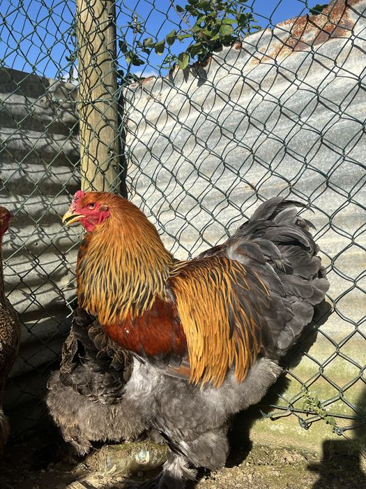 Vendo galos/ frangos  brahma perdiz dourado /azul